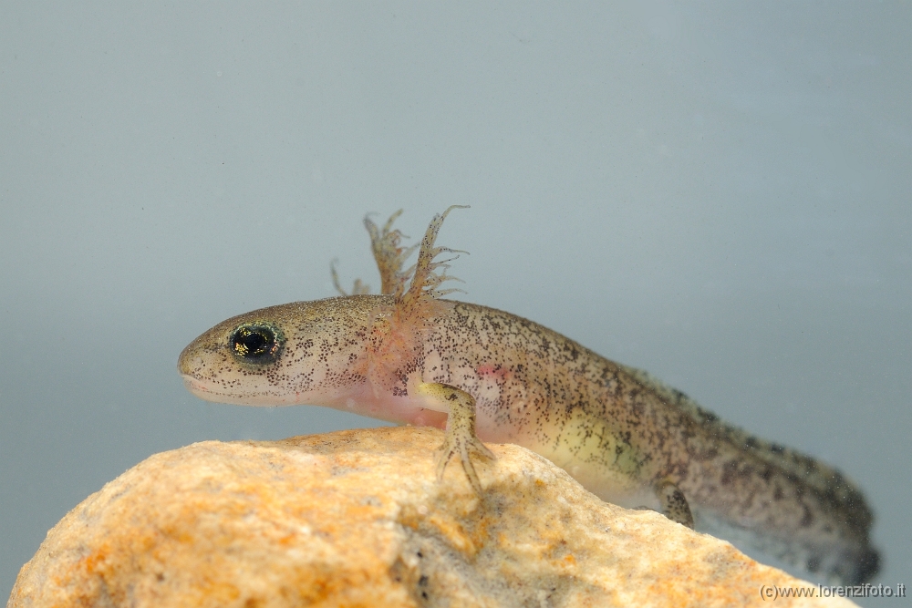 50340 Salamandra salamandra (Salamandra pezzata, larva).jpg